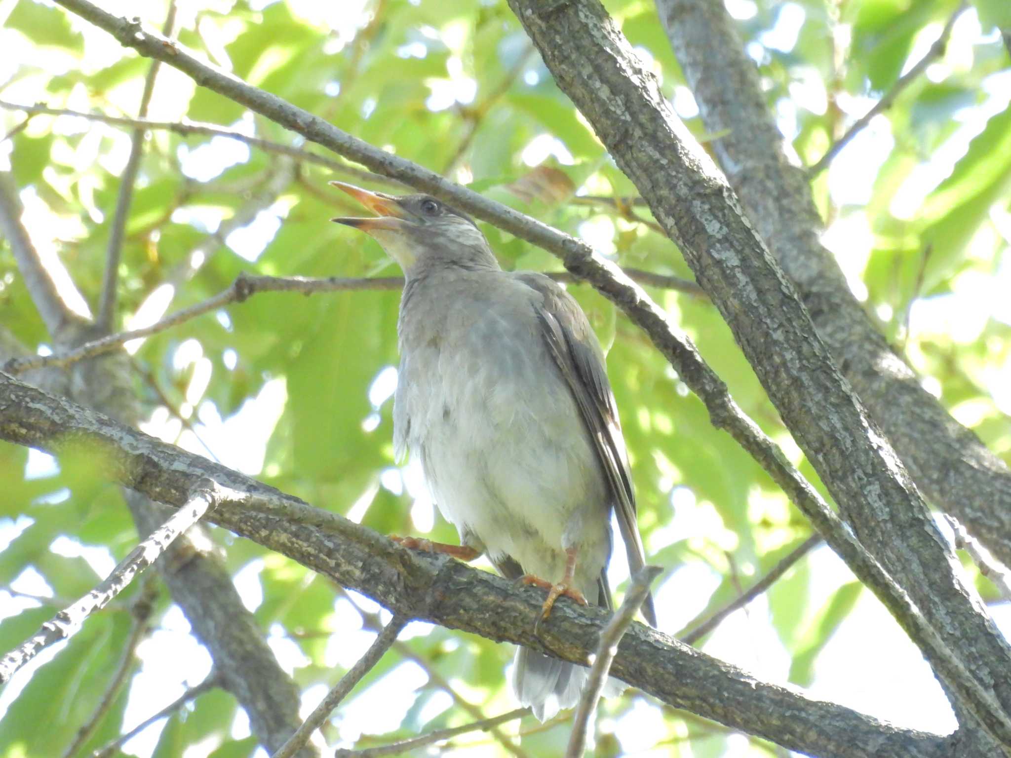 White-cheeked Starling