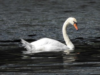 Mute Swan Imperial Palace Tue, 9/5/2023