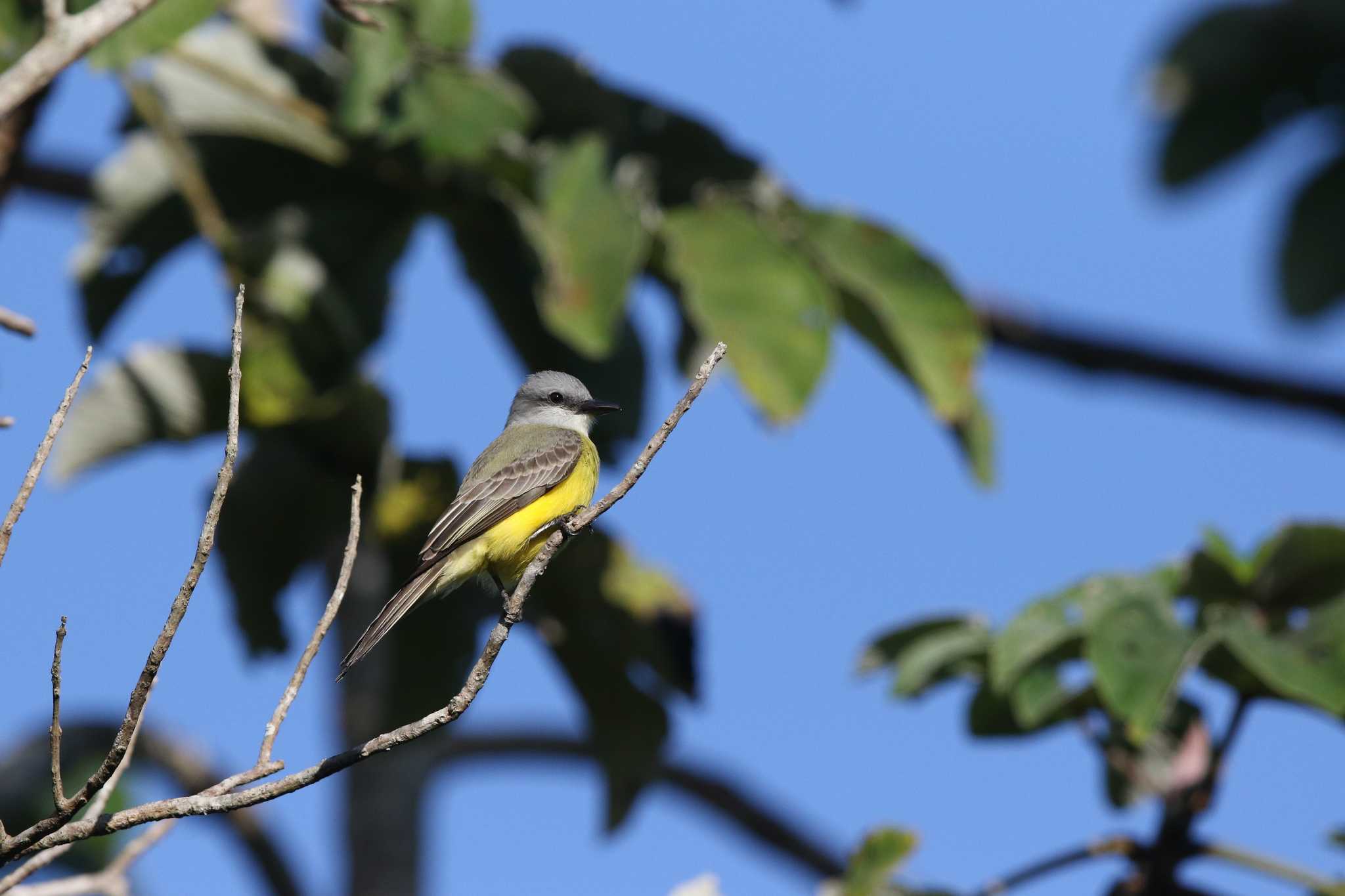 Photo of Couch's Kingbird at Vigia Chico(Mexico) by Trio