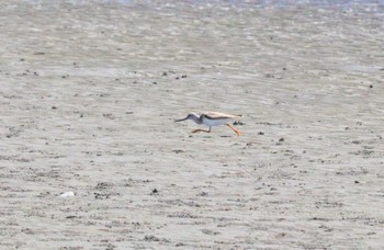 Terek Sandpiper Sambanze Tideland Thu, 8/17/2023