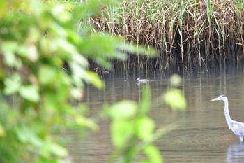 キアシシギ 長浜公園 2023年9月6日(水)