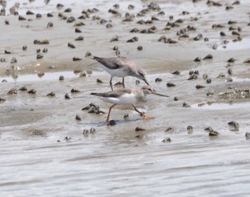 Terek Sandpiper Shiokawa Tidalflat Mon, 9/4/2023