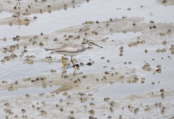 Grey-tailed Tattler Shiokawa Tidalflat Mon, 9/4/2023