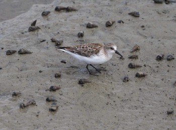 Red-necked Stint Shiokawa Tidalflat Mon, 9/4/2023