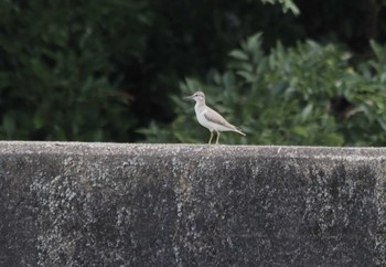 Common Sandpiper Shiokawa Tidalflat Mon, 9/4/2023