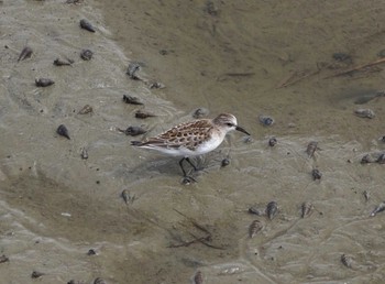 Red-necked Stint Shiokawa Tidalflat Mon, 9/4/2023