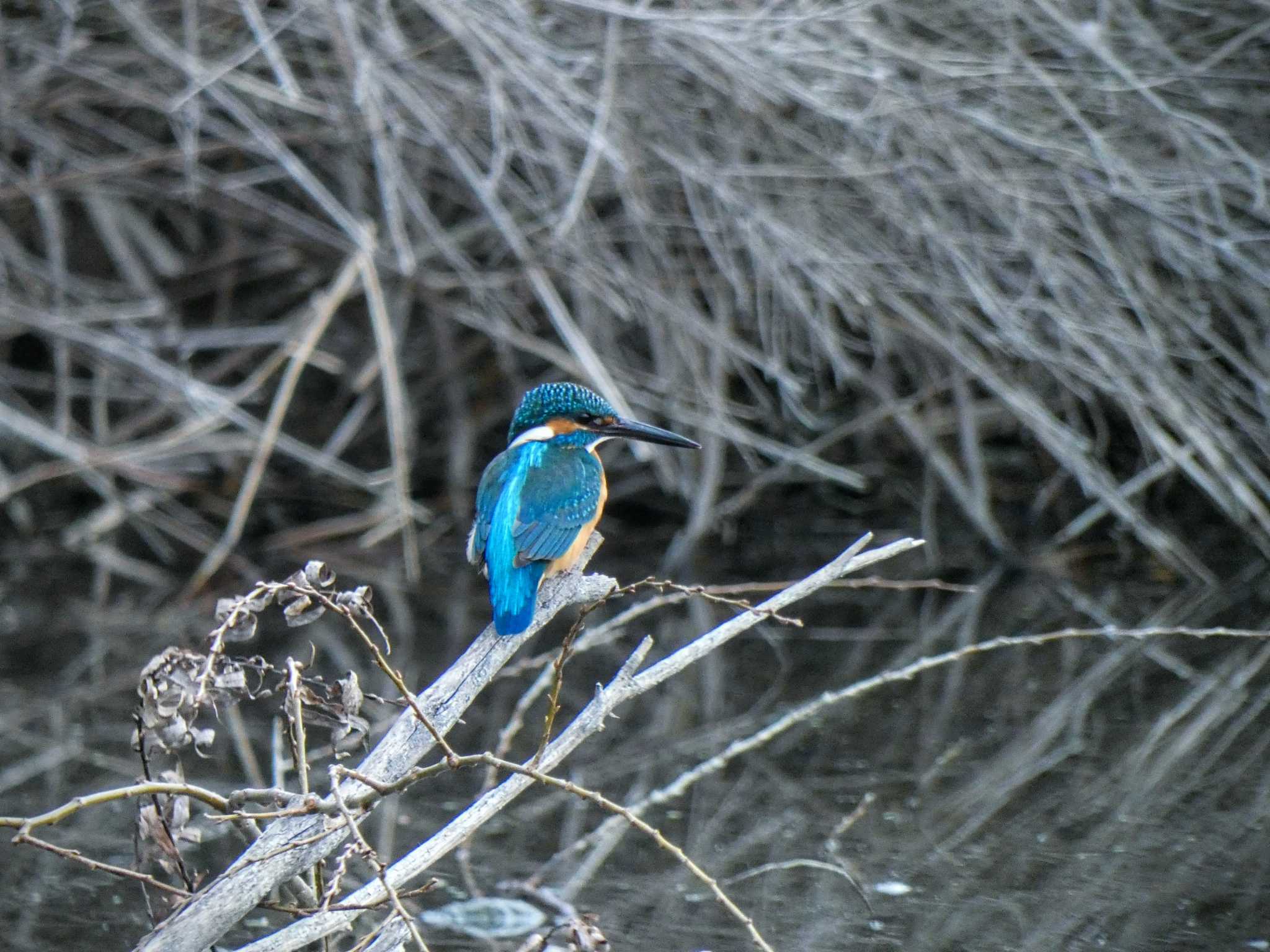 Common Kingfisher