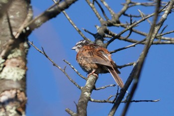 Meadow Bunting 清里 Sat, 8/26/2023