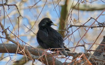 Spotless Starling