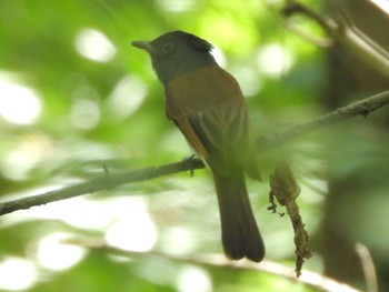 2023年9月2日(土) 小宮公園(八王子)の野鳥観察記録