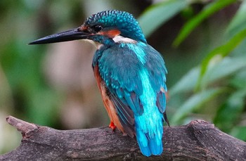 2023年9月6日(水) 茶臼山の野鳥観察記録