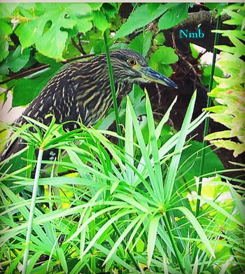 Black-crowned Night Heron Unknown Spots Unknown Date