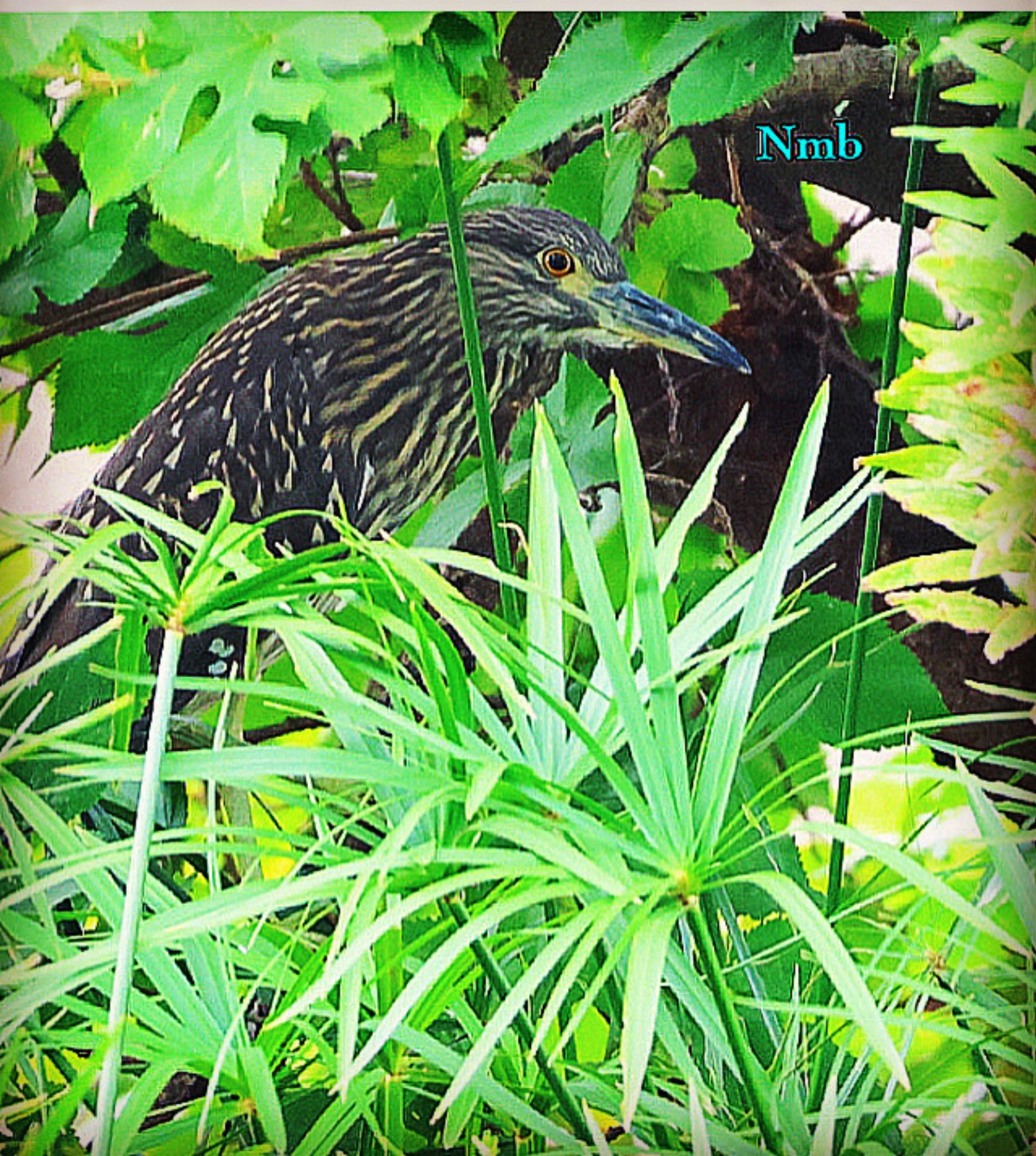 Photo of Black-crowned Night Heron at  by soul.number.358