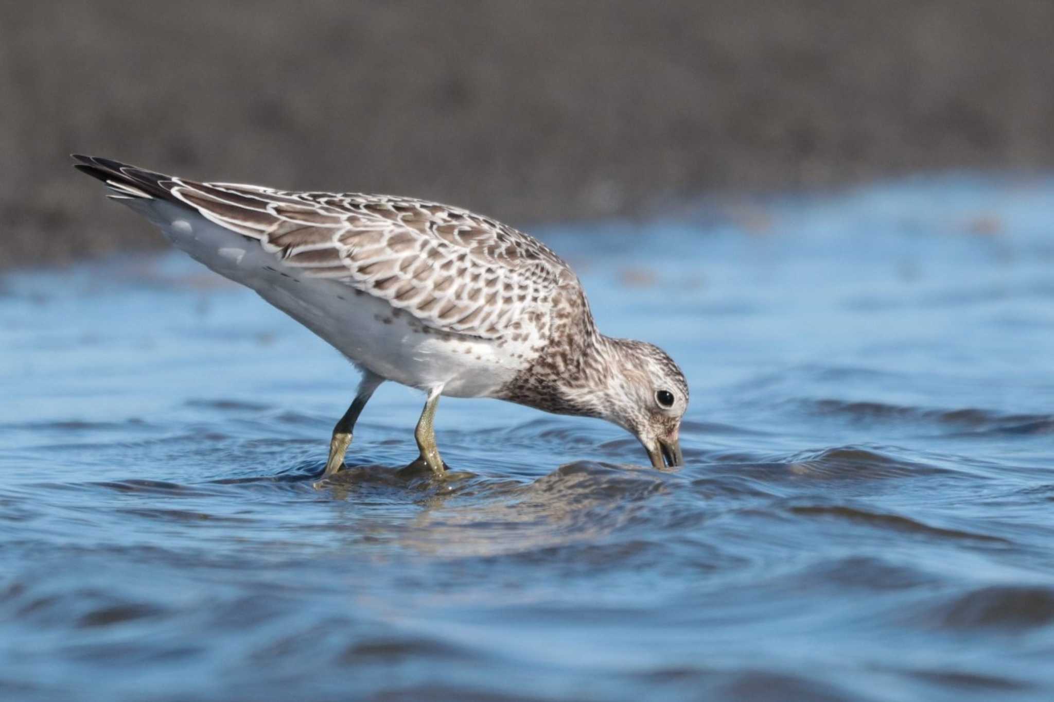 Great Knot