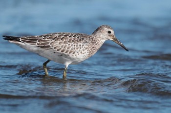 オバシギ ふなばし三番瀬海浜公園 2023年9月5日(火)