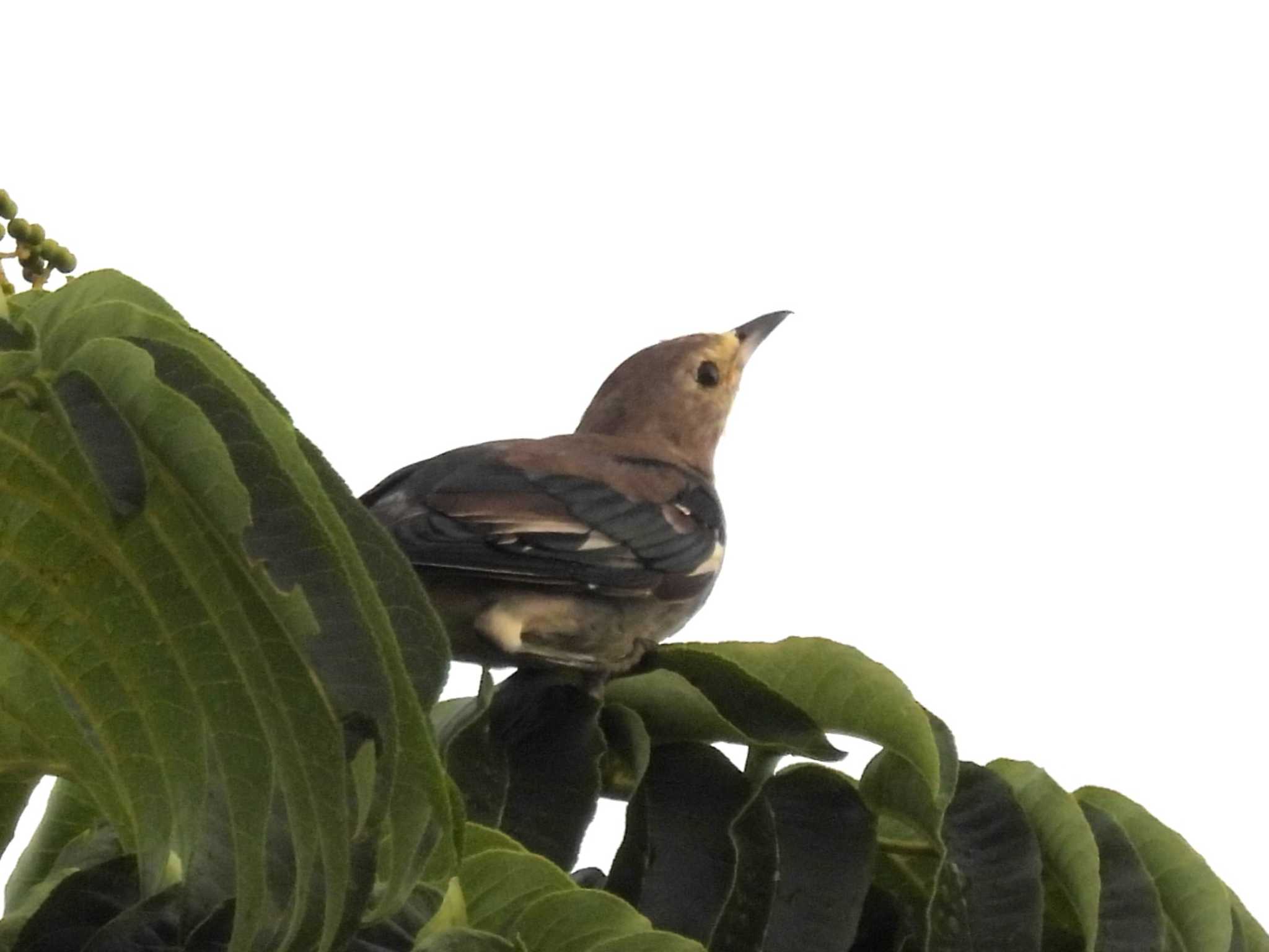 葛西臨海公園 コムクドリの写真