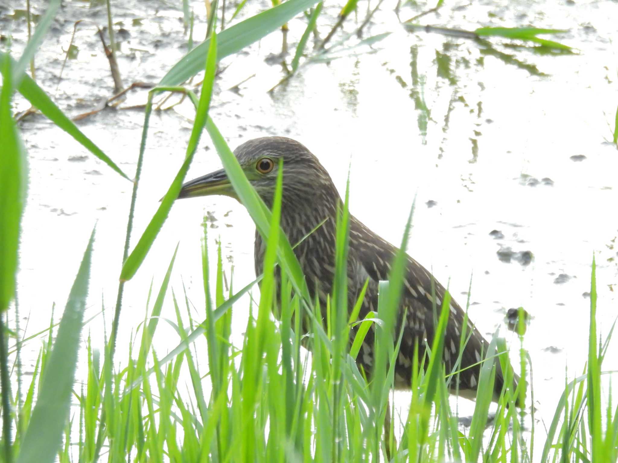 葛西臨海公園 ゴイサギの写真 by ゆりかもめ