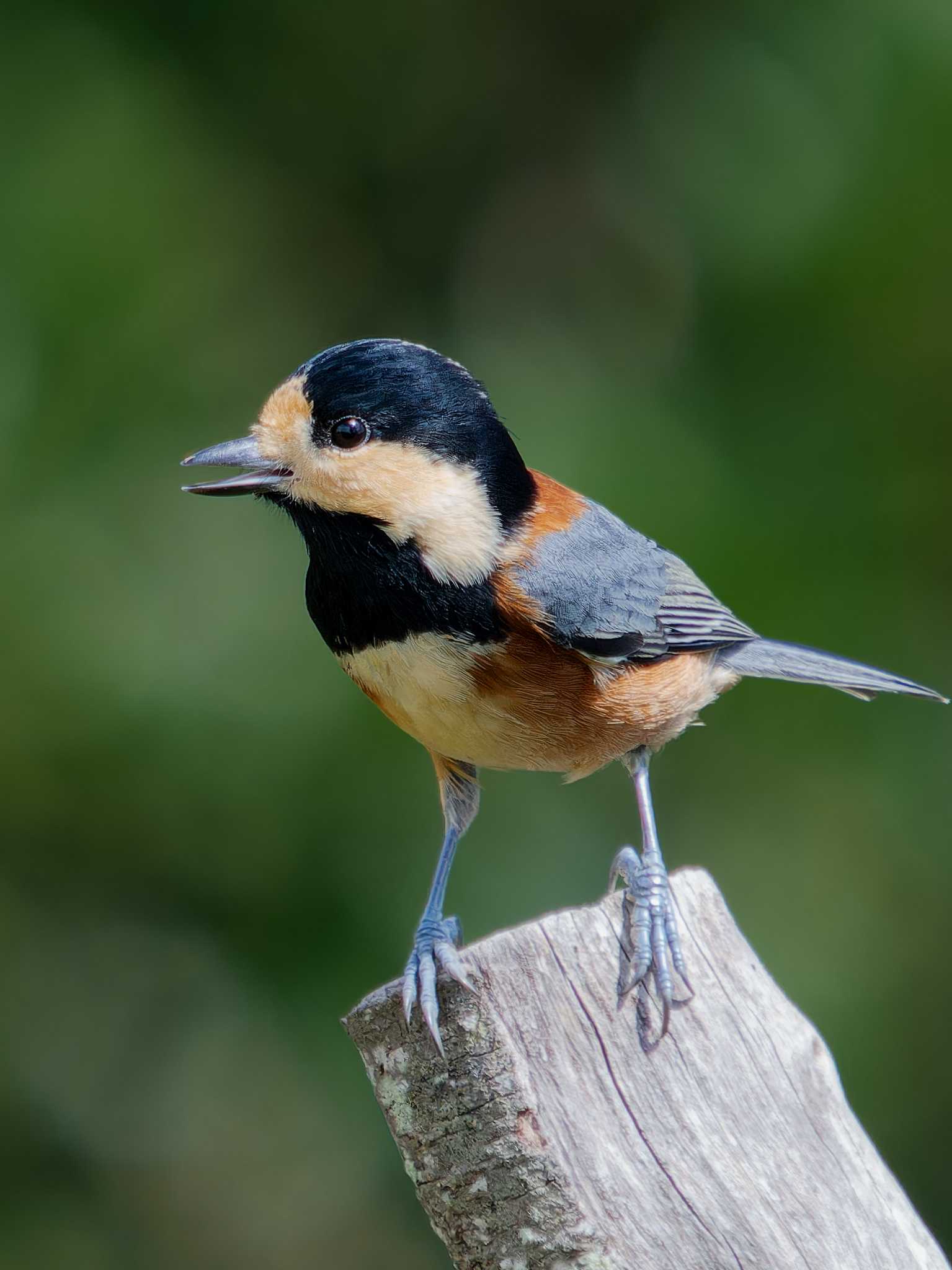 Varied Tit