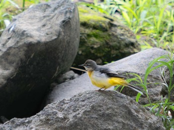 Grey Wagtail 長崎県 Wed, 9/6/2023