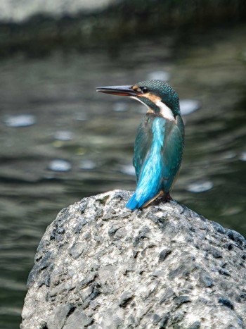 Common Kingfisher 長崎県 Sun, 9/3/2023