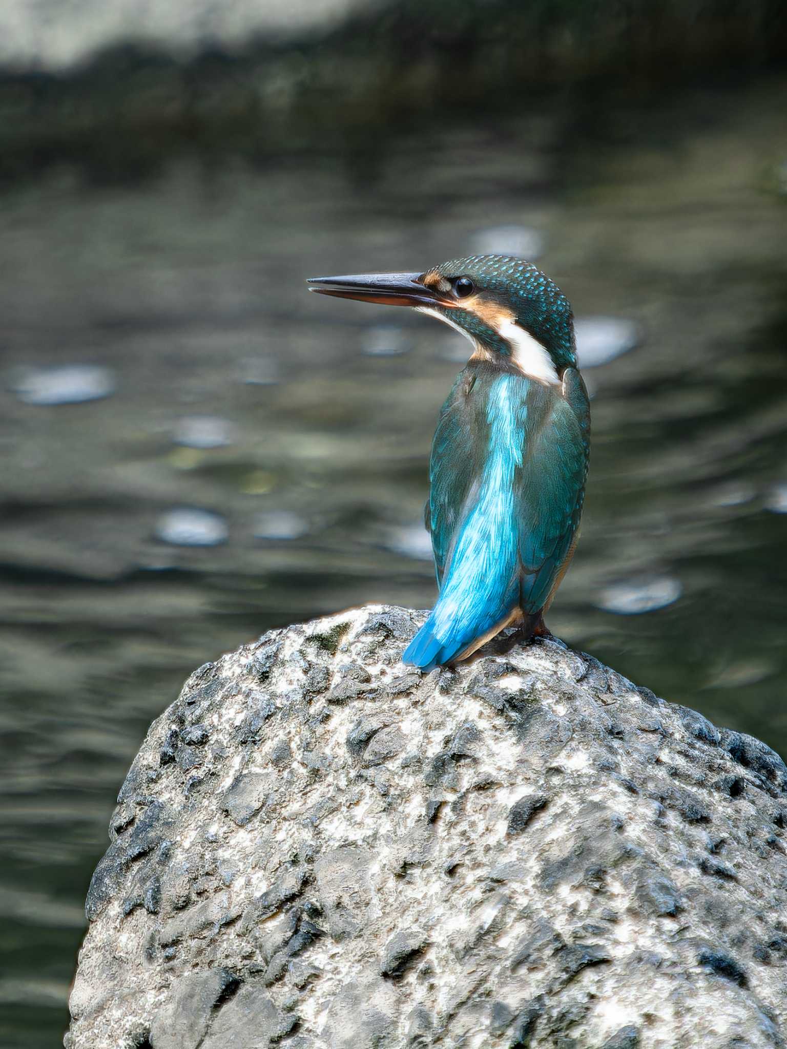 Common Kingfisher