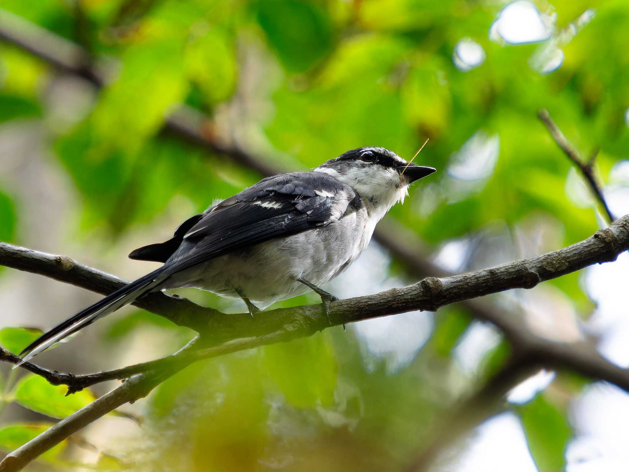 Ryukyu Minivet