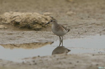 Long-toed Stint 加古大池 Sat, 9/2/2023