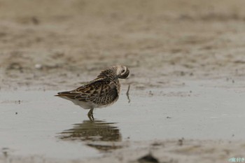 Long-toed Stint 加古大池 Sat, 9/2/2023