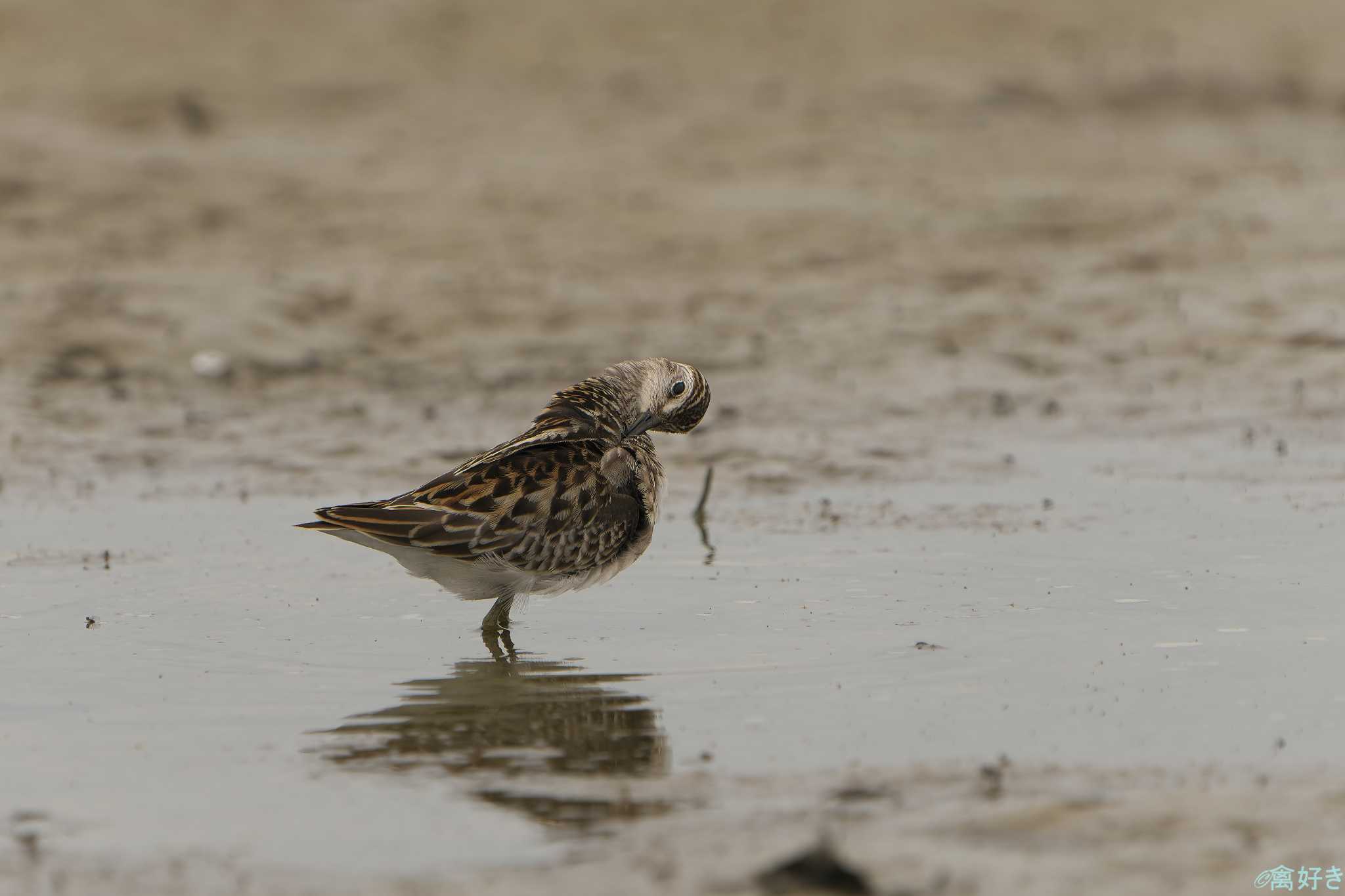 Photo of Long-toed Stint at 加古大池 by 禽好き