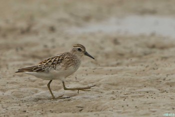 Long-toed Stint 加古大池 Sat, 9/2/2023