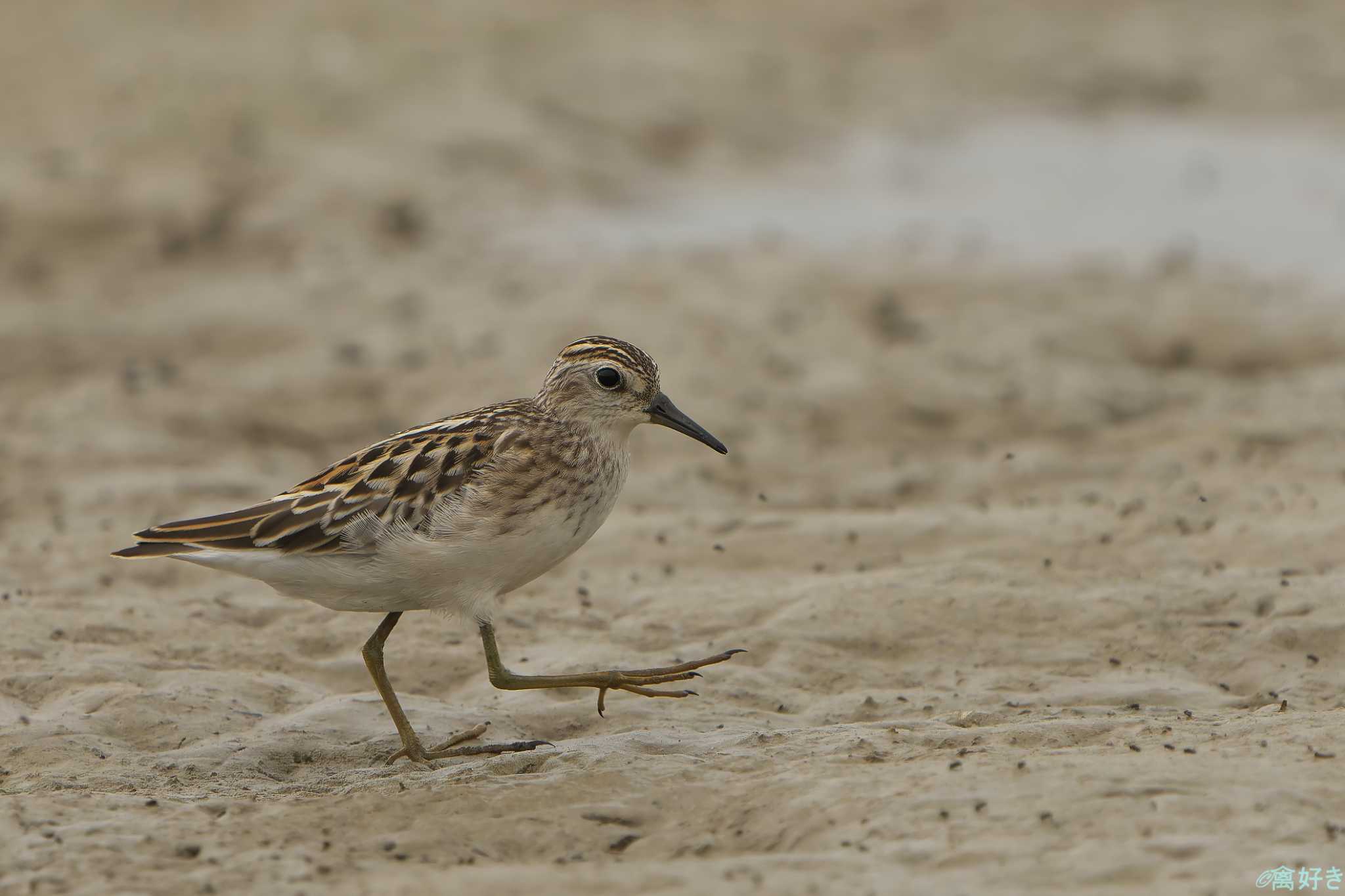 Long-toed Stint