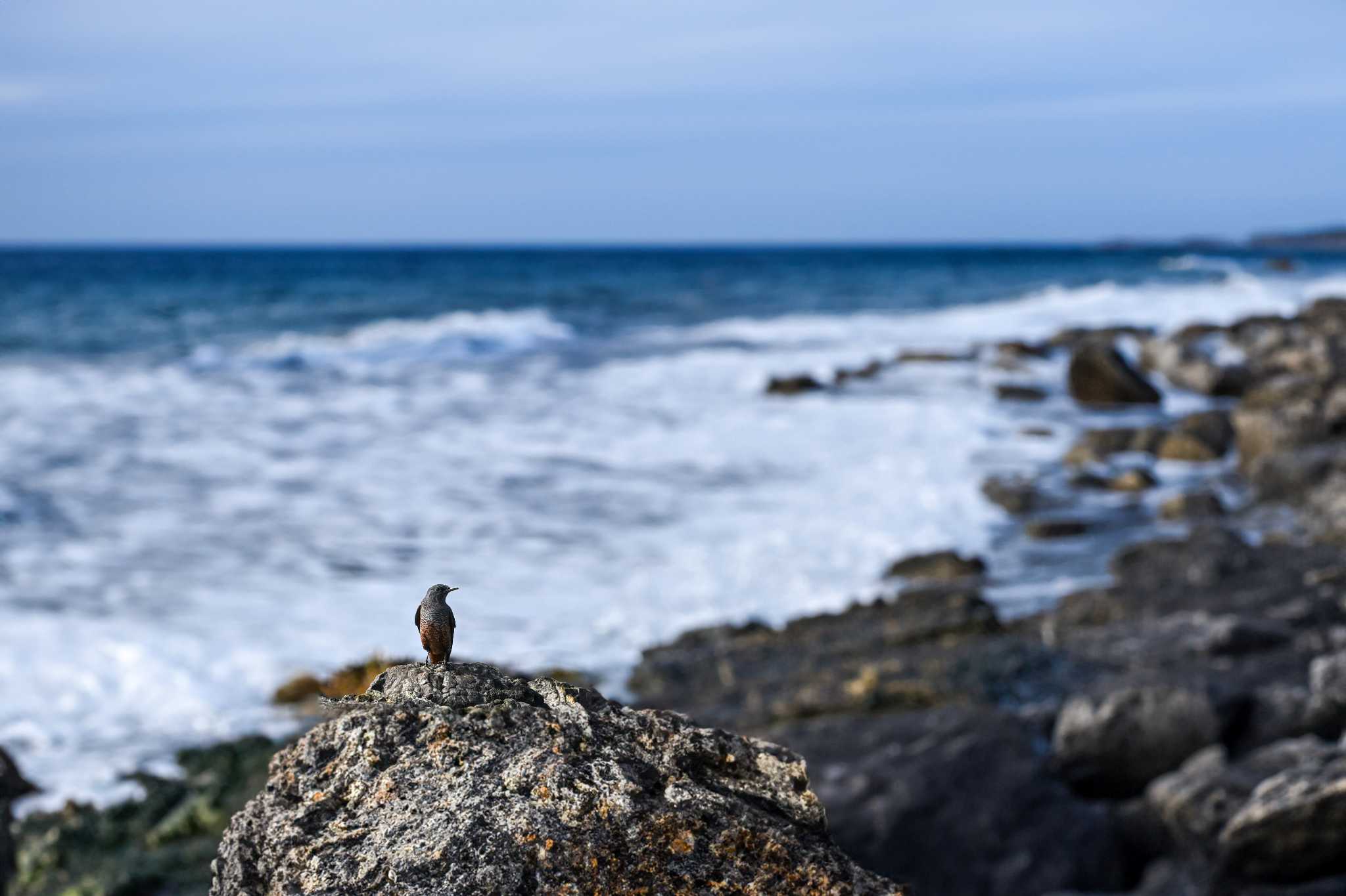 平磯海岸 イソヒヨドリの写真 by Yokai