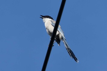 Azure-winged Magpie 東京都北区 Wed, 8/30/2023