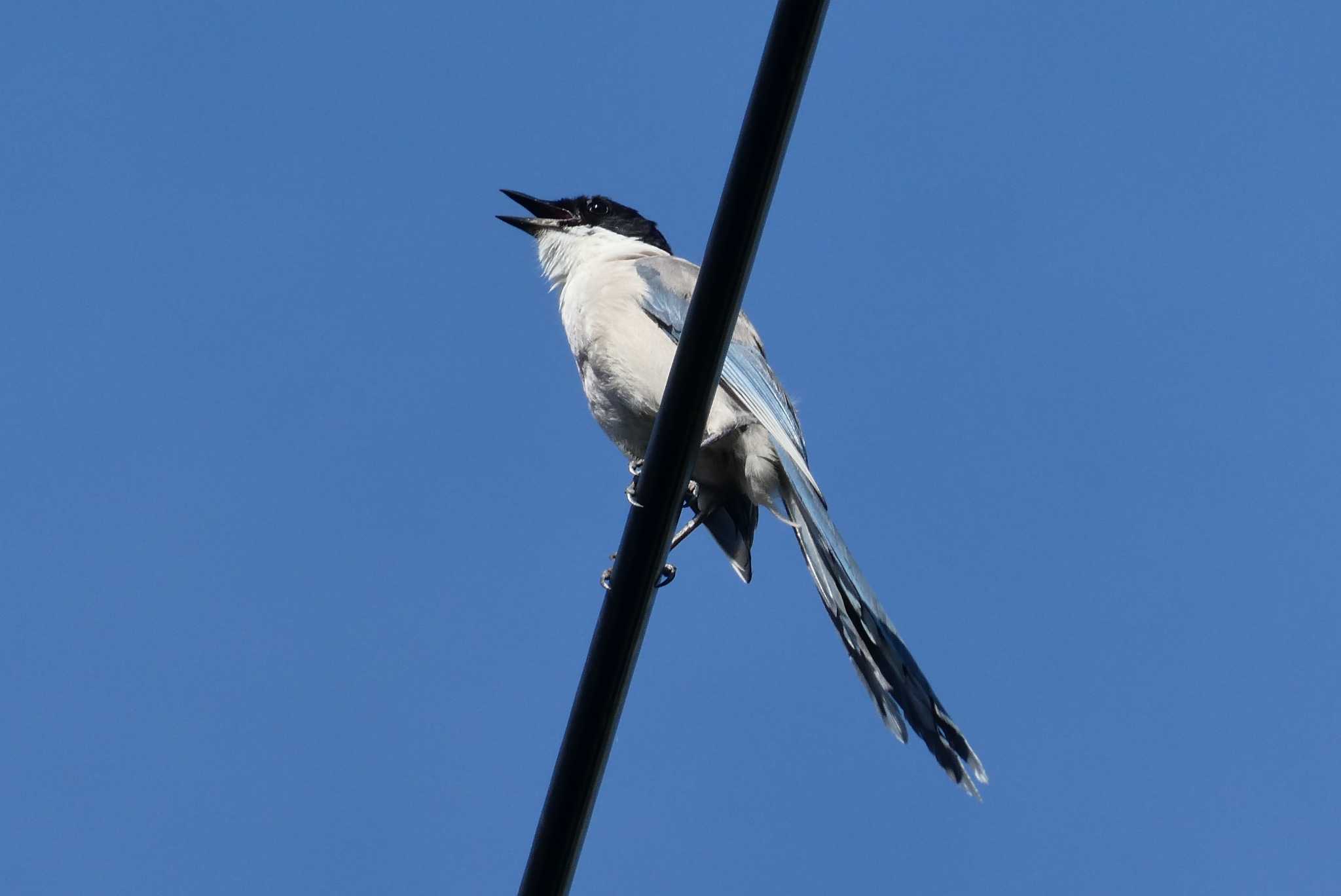 Photo of Azure-winged Magpie at 東京都北区 by Kirin-Kita