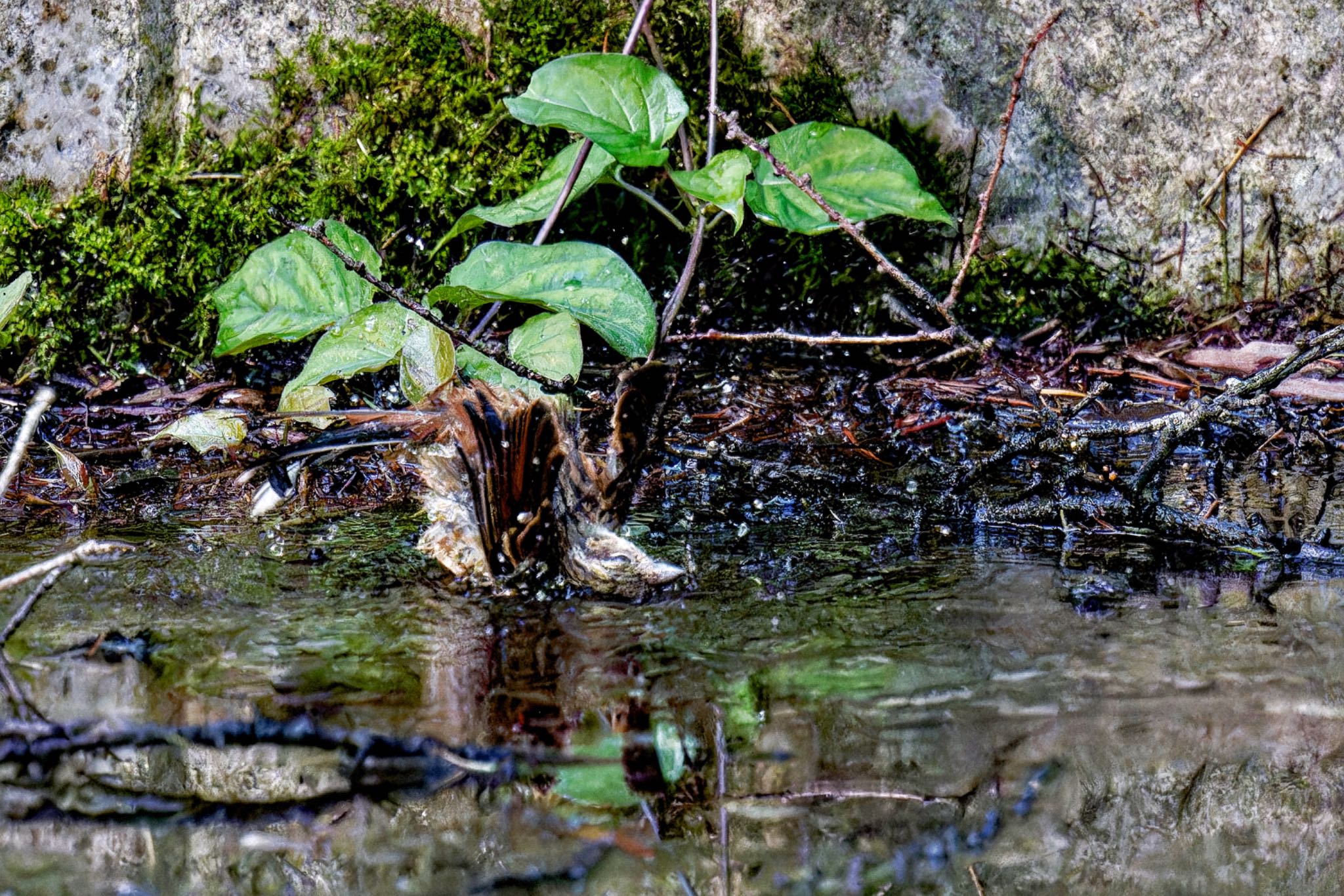 山梨県 ホオジロの写真 by アポちん