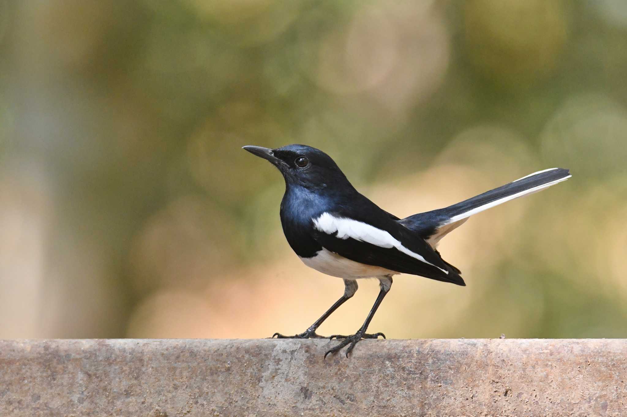 Oriental Magpie-Robin