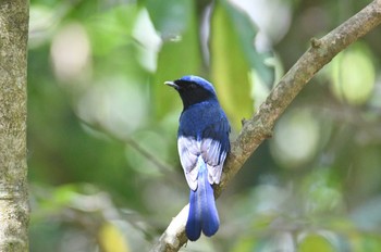 オオアオヒタキ Doi Angkhang 2023年2月20日(月)