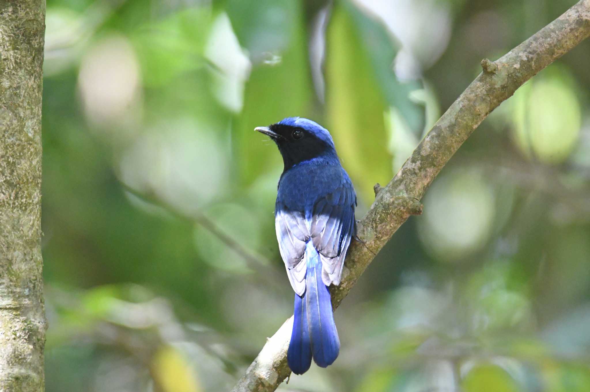 Doi Angkhang オオアオヒタキの写真 by あひる