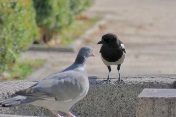 Common Wood Pigeon Madrid,Spain Tue, 2/27/2018