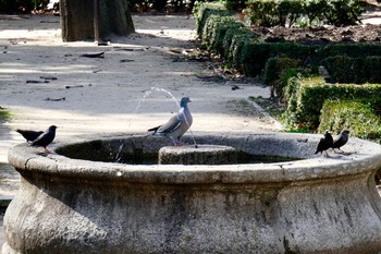 Common Wood Pigeon Madrid,Spain Tue, 2/27/2018