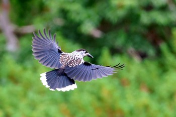 2023年9月2日(土) 西駒山荘(中央アルプス)の野鳥観察記録