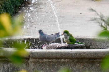 オキナインコ Madrid,Spain 2018年2月27日(火)