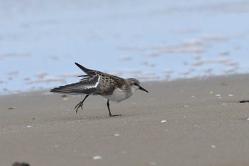 Red-necked Stint 千里浜(石川県羽咋市) Tue, 9/5/2023