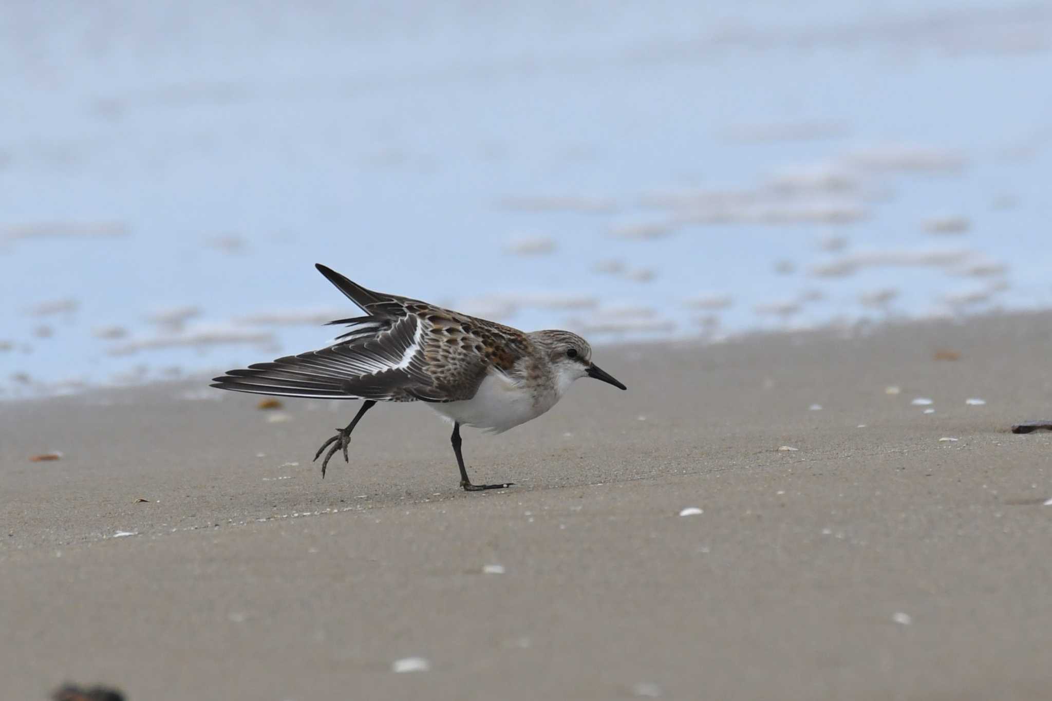 Photo of Red-necked Stint at 千里浜(石川県羽咋市) by Semal