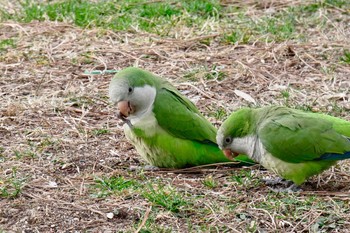 オキナインコ Madrid,Spain 2018年2月27日(火)