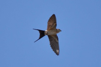 Red-rumped Swallow 修善寺駅 Sun, 8/27/2023