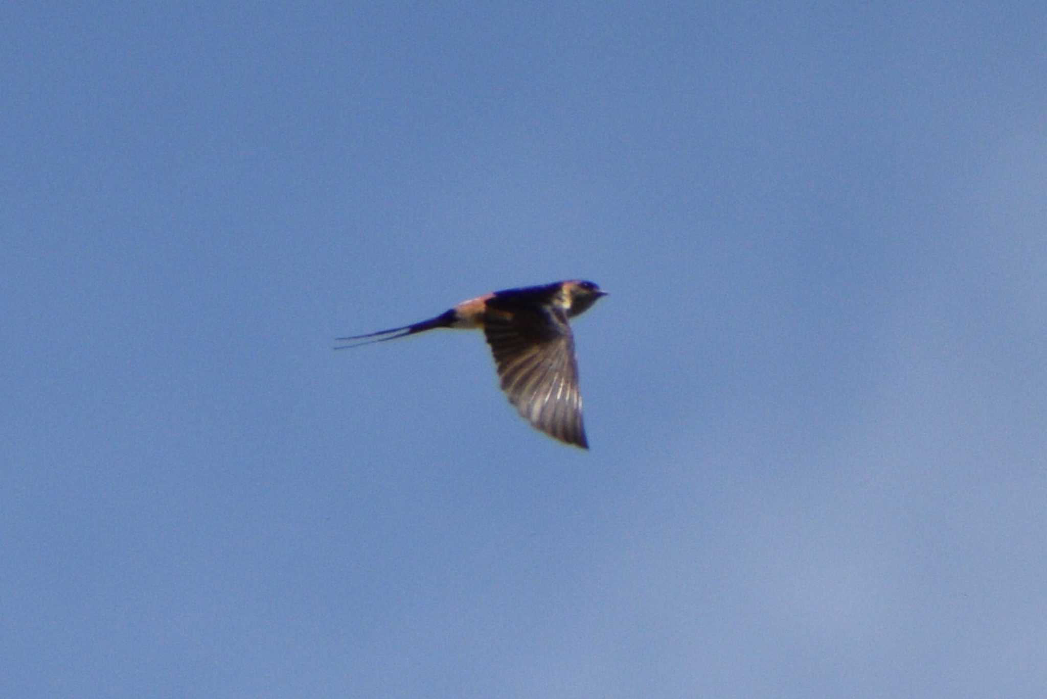 Photo of Red-rumped Swallow at 修善寺駅 by NM🐥📷