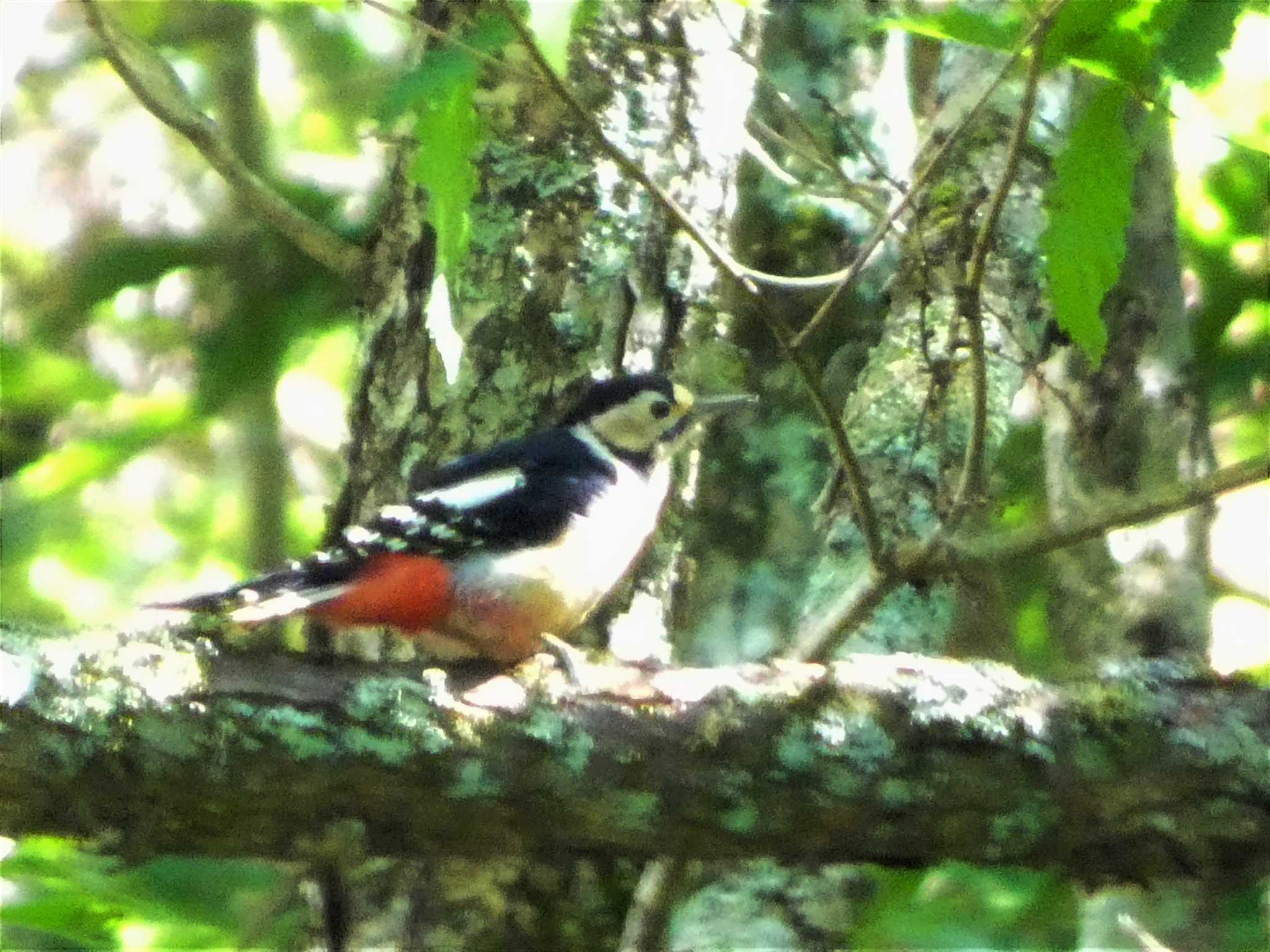 Great Spotted Woodpecker