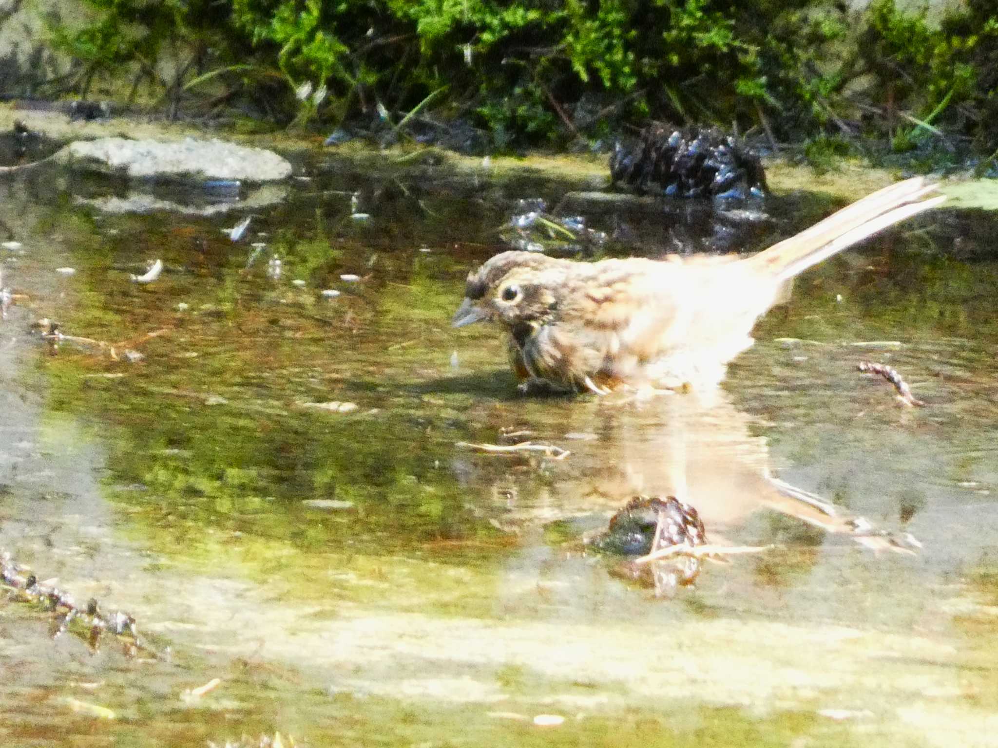 Meadow Bunting