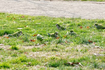 オキナインコ Madrid,Spain 2018年2月27日(火)